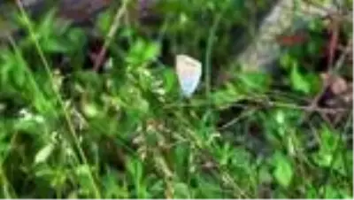 TOKAT 6 yılda çektikleri kelebek fotoğrafları kitapta toplandı