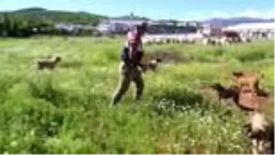 'Vefa'lı eller, sokak hayvanlarını unutmadı 'Vefa'lı eller, sokak hayvanlarını unutmadı