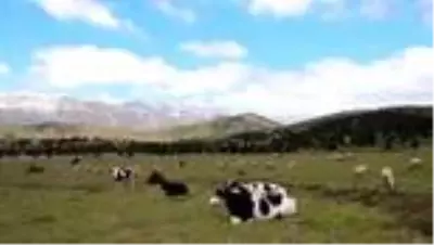 Yörüklerin yayladaki yaşam mücadelesi bayramda da sürdü Yörüklerin yayladaki yaşam mücadelesi bayramda da sürdü