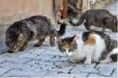 4 gün boyunca sokak hayvanları unutulmadı 4 gün boyunca sokak hayvanları unutulmadı