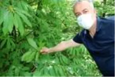 Ana vatanı Çin olan gal arısı, kestane ağaçlarına zarar veriyor Ana vatanı Çin olan gal arısı, kestane ağaçlarına zarar veriyor