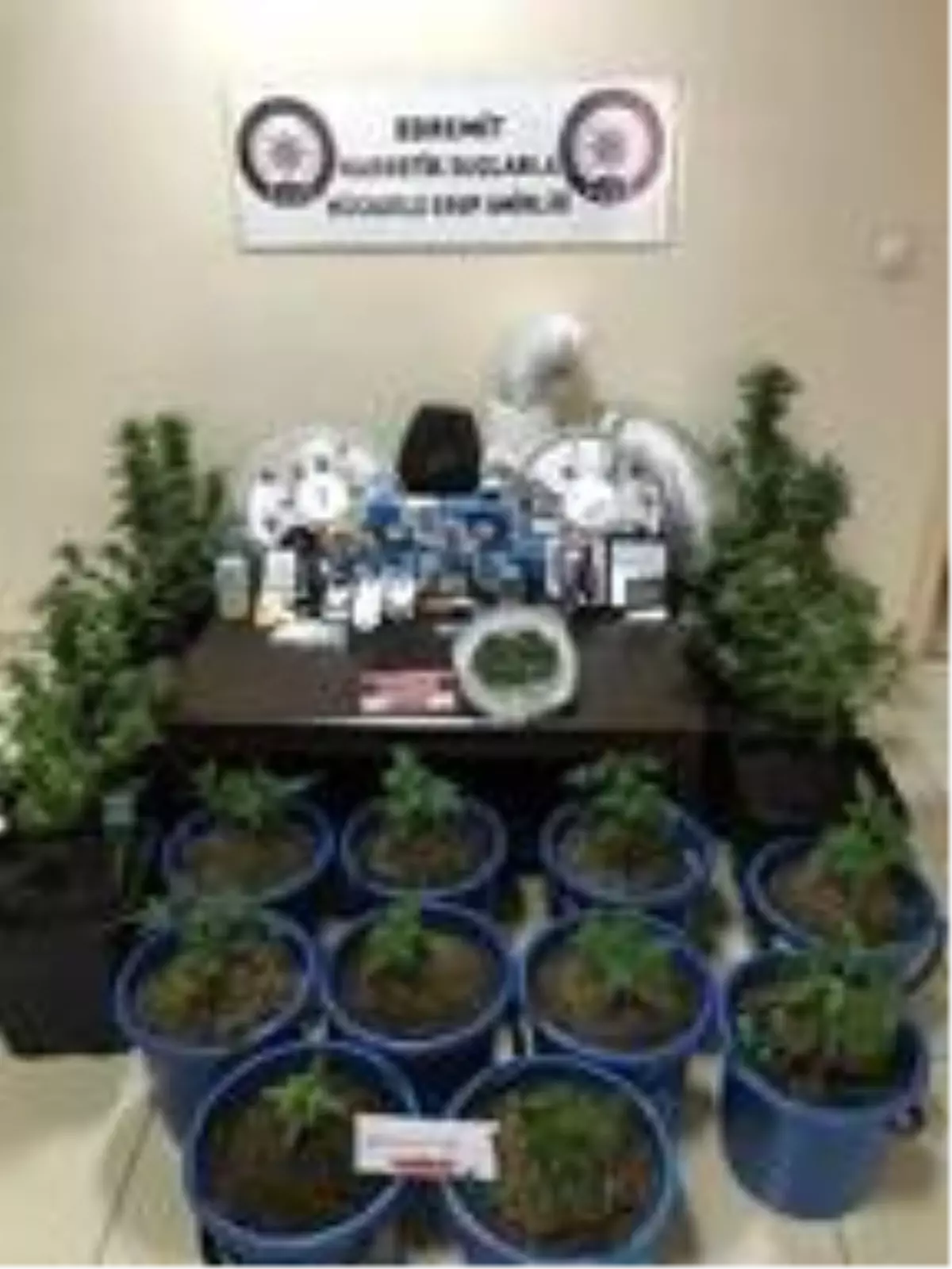 Apartman dairesindeki saksılarda kenevir yetiştirmiş