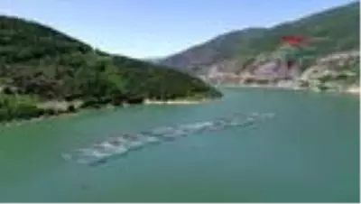 ARTVİN Koronavirüsten sonra artan somon siparişlerine yetişemiyorlar ARTVİN Koronavirüsten sonra artan somon siparişlerine yetişemiyorlar