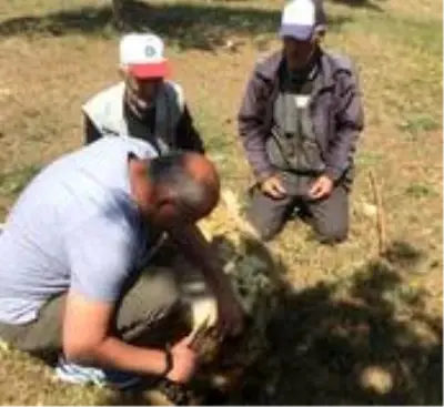 Başkan Türkyılmaz koyun kırptı Başkan Türkyılmaz koyun kırptı