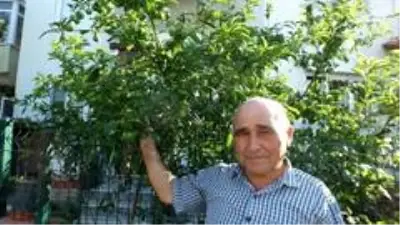 Burhaniye'de erik bereketi