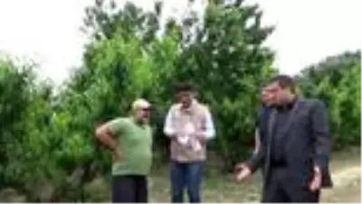 Çanakkale İl Tarım ve Orman Müdürü Karadağ'dan kiraz üreticilerine ziyaret Çanakkale İl Tarım ve Orman Müdürü Karadağ'dan kiraz üreticilerine ziyaret