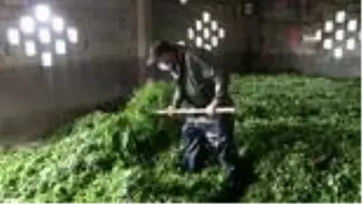 Çay toplayanlar, ürünlerini kota koyarak aldığı için ÇAYKUR'a tepkili Çay toplayanlar, ürünlerini kota koyarak aldığı için ÇAYKUR'a tepkili