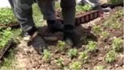 Denizli yollarında çiçekler açacak Denizli yollarında çiçekler açacak