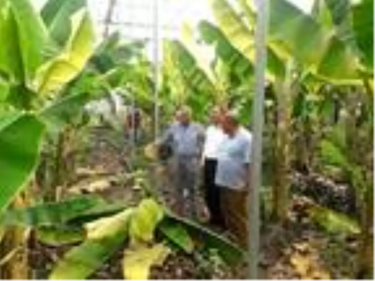 Hatay, muz üretiminde 3'üncü sırada