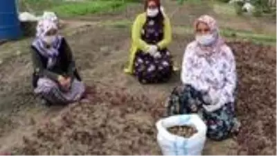 Yaş hali 60 lira olan ancak işlenmiş toz hali 1.000 liraya kadar çıkan salepte hasat sürüyor Yaş hali 60 lira olan ancak işlenmiş toz hali 1.000 liraya kadar çıkan salepte hasat sürüyor