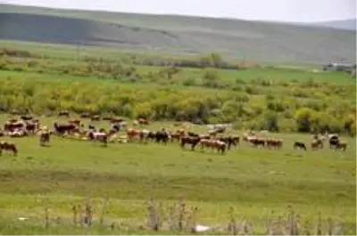 Kars'ta büyükbaş ve küçükbaş hayvanlar meralara çıkarıldı Kars'ta büyükbaş ve küçükbaş hayvanlar meralara çıkarıldı