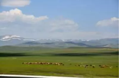 Kars'ta büyükbaş ve küçükbaş hayvanlar meralara çıkarıldı Kars'ta büyükbaş ve küçükbaş hayvanlar meralara çıkarıldı