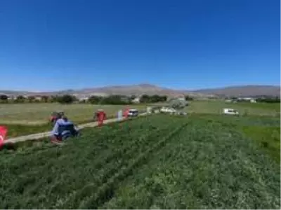 Kayseri'de kuru yem bezelyesinin ilk hasadı başarı ile yapıldı Kayseri'de kuru yem bezelyesinin ilk hasadı başarı ile yapıldı