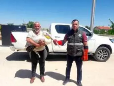 Konya'da yarılı pelikan koruma altına alındı Konya'da yarılı pelikan koruma altına alındı