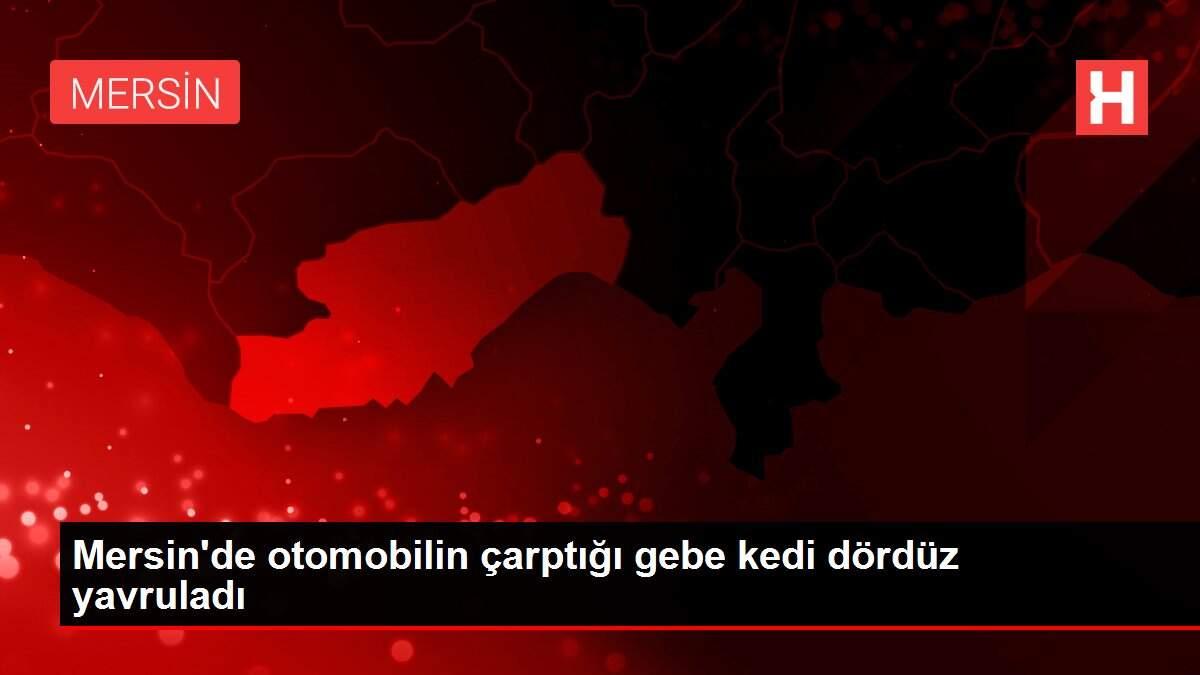 Mersin'de otomobilin çarptığı gebe kedi dördüz yavruladı Mersin'de otomobilin çarptığı gebe kedi dördüz yavruladı