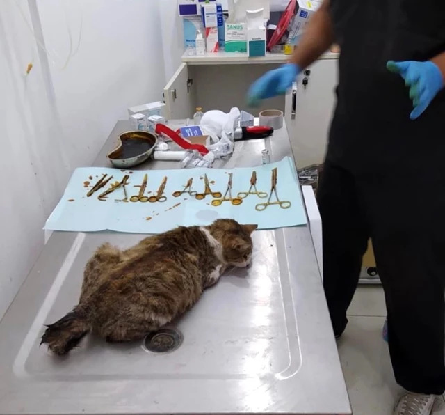Mersin�de otomobilin çarptığı gebe kedi dördüz yavruladı haberi