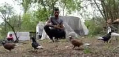 Mevsimlik tarım işçisinin güvercin sevgisi mesafe tanımıyor Mevsimlik tarım işçisinin güvercin sevgisi mesafe tanımıyor