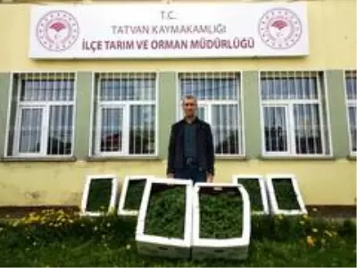 Tatvan'da bin adet domates fidelerinin dikimine başlandı Tatvan'da bin adet domates fidelerinin dikimine başlandı