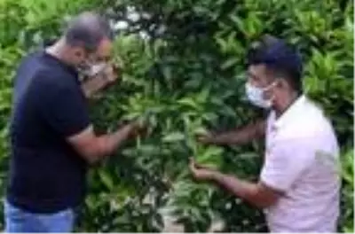 Afrika sıcakları ve fırtına, narenciye ile zeytini vurdu (2)