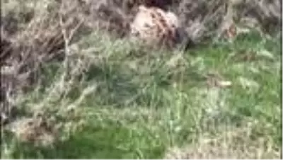 Nesli tükenme tehlike altında olan vaşak, ağaçtan sonra pusudayken görüldü