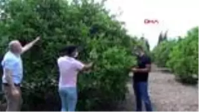 ANTALYA Afrika sıcakları ve fırtına, narenciye ile zeytini vurdu