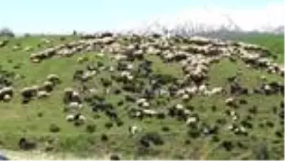 Besicilerin yaylalara dönüş yolculuğu başladı