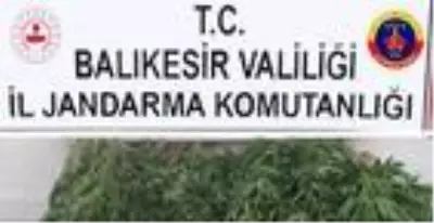 Bigadiç'te jandarmadan kenevir operasyonu Bigadiç'te jandarmadan kenevir operasyonu