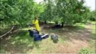 Hırsızlar, öğle arası şekerleme yapan çiftçinin tüm meyvelerini toplayıp kaçtı