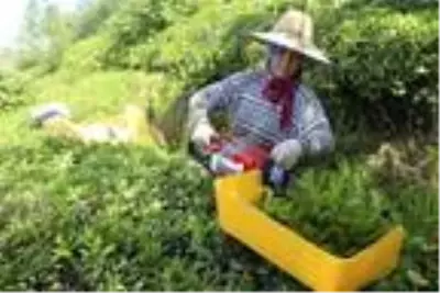 Çay hasadında benzinli çay toplama makinesi yasaklandı Çay hasadında benzinli çay toplama makinesi yasaklandı