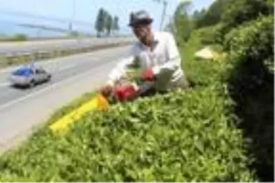 Çay hasadında, benzinli çay toplama makinesi yasaklandı