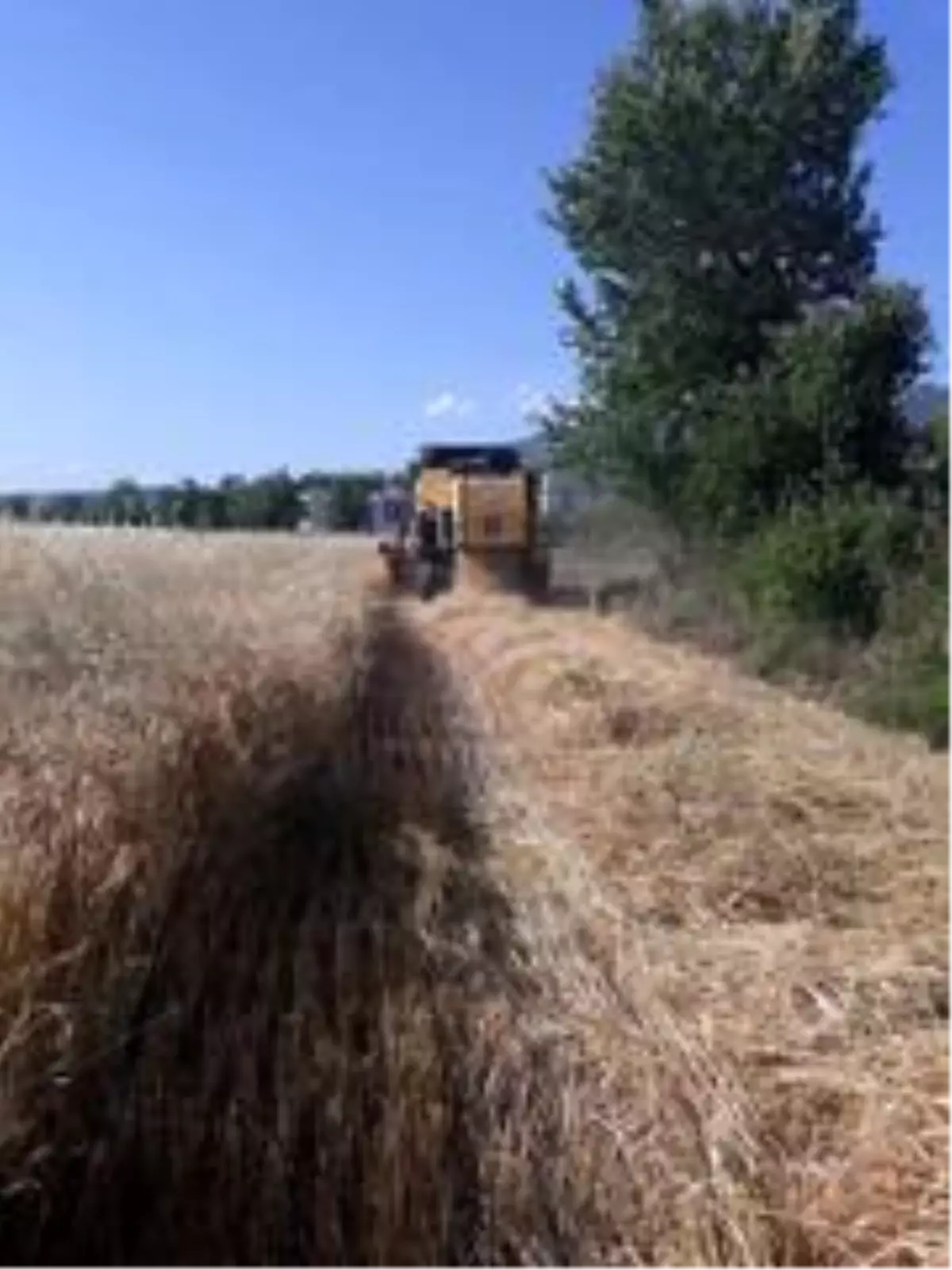 Düziçi'nde buğday hasadına başlandı
