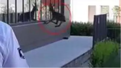 Elazığ'da yavru dağ keçisi önce hastane bahçesine girdi sonra cama zıpladı Elazığ'da yavru dağ keçisi önce hastane bahçesine girdi sonra cama zıpladı