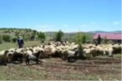 Elazığ'da göçebelerin zorlu yayla yolculuğu başladı