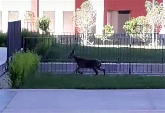 Elazığ'da yavru dağ keçisi Şehit Fethi Sekin Şehir Hastanesi'nin bahçesine girdi Elazığ'da yavru dağ keçisi Şehit Fethi Sekin Şehir Hastanesi'nin bahçesine girdi