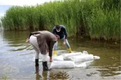 Göle 70 bin yavru sazan bırakıldı