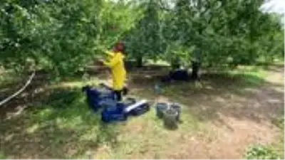 Hırsızlar, öğle arası şekerleme yapan çiftçinin tüm meyvelerini toplayıp kaçtı
