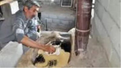 Tarihi İpek Yolu üzerinde kurduğu su değirmeninde tahin üretip kilosunu 35 liradan satıyor Tarihi İpek Yolu üzerinde kurduğu su değirmeninde tahin üretip kilosunu 35 liradan satıyor