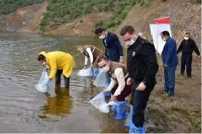 Manisa'da 72 bin pullu sazan balığı yavrusu suyla buluştu