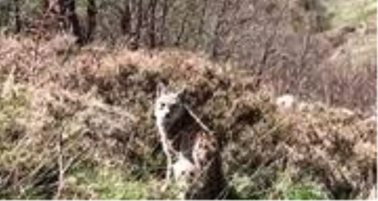 Nesli tükenme tehlike altında olan vaşak, ağaçtan sonra pusudayken görüldü