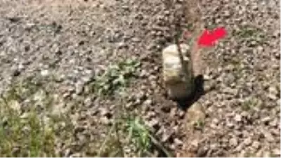 PKK, Siirt'i kana bulayacaktı! Jandarma'nın dikkati hain saldırıyı önledi PKK, Siirt'i kana bulayacaktı! Jandarma'nın dikkati hain saldırıyı önledi