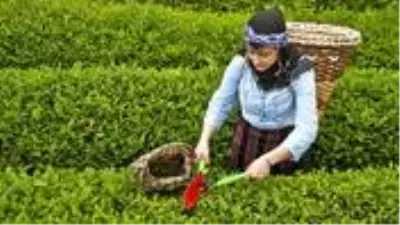 Türkiye çay ihracatından yılın ilk dört ayında 5,2 milyon dolar kazandı