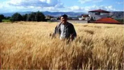 Yağışlar hububat ürünlerine bereket getirdi