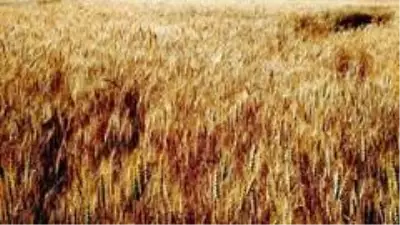 Yağışlar hububat ürünlerine bereket getirdi