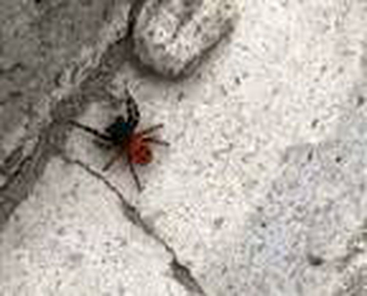 Ankara�da �örümcek� paniği Haberler