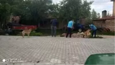 Aslanapa'da sokak hayvanları unutulmadı