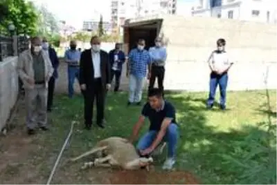 Aydın'ın 17 ilçesinde Cuma namazı öncesi şükür kurbanı kesildi