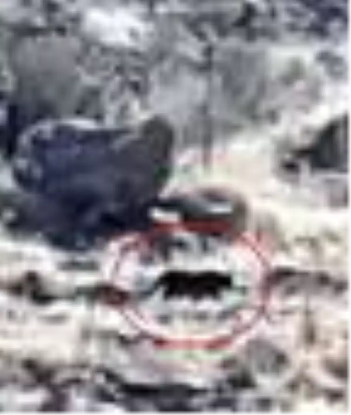 Bodrum'da jaguara benzetilen hayvan merak uyandırdı