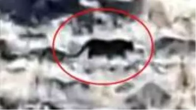 Bodrum'da jaguara benzetilen hayvan panik yarattı Bodrum'da jaguara benzetilen hayvan panik yarattı