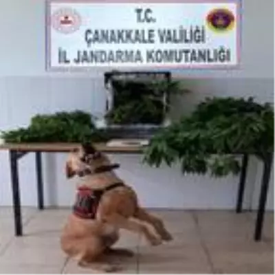 Çanakkale'de 'Roket'li uyuşturucu operasyonu: 2 gözaltı Çanakkale'de 'Roket'li uyuşturucu operasyonu: 2 gözaltı