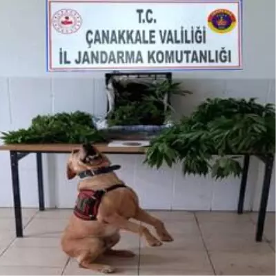 Çanakkale'de uyuşturucu operasyonu: 2 gözaltı Çanakkale'de uyuşturucu operasyonu: 2 gözaltı
